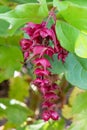 Himalayan honeysuckle, claret flowers and berries
